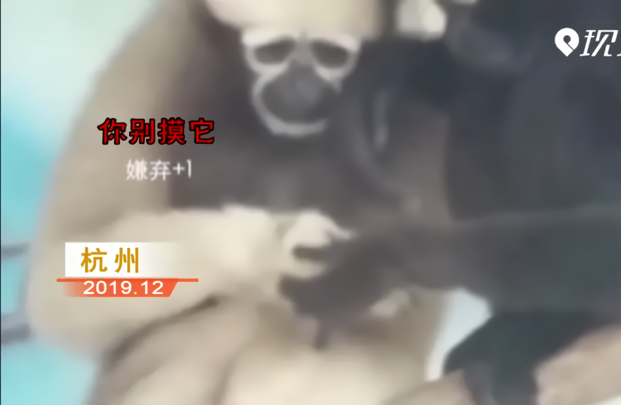 萌！长臂猿爸爸想抱娃 长臂猿妈妈：你别碰_凤凰网视频_凤凰网