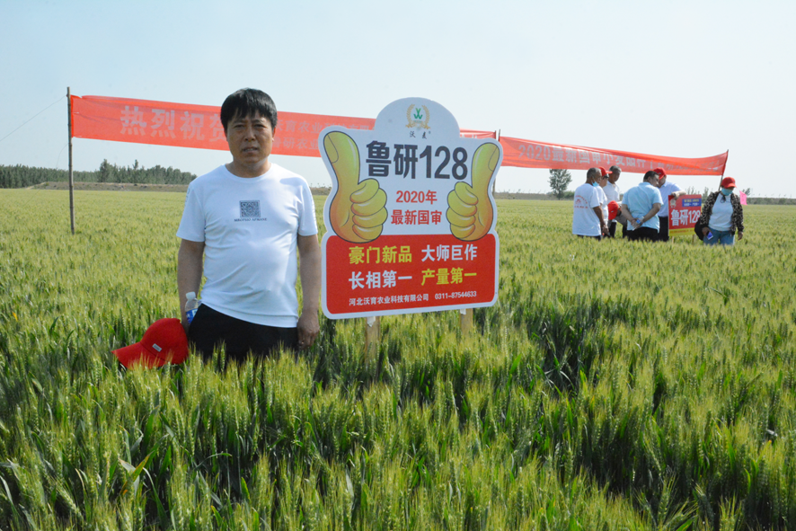 鲁研128,徽研66,沃麦608:助力河北沃育加速布局燕赵麦