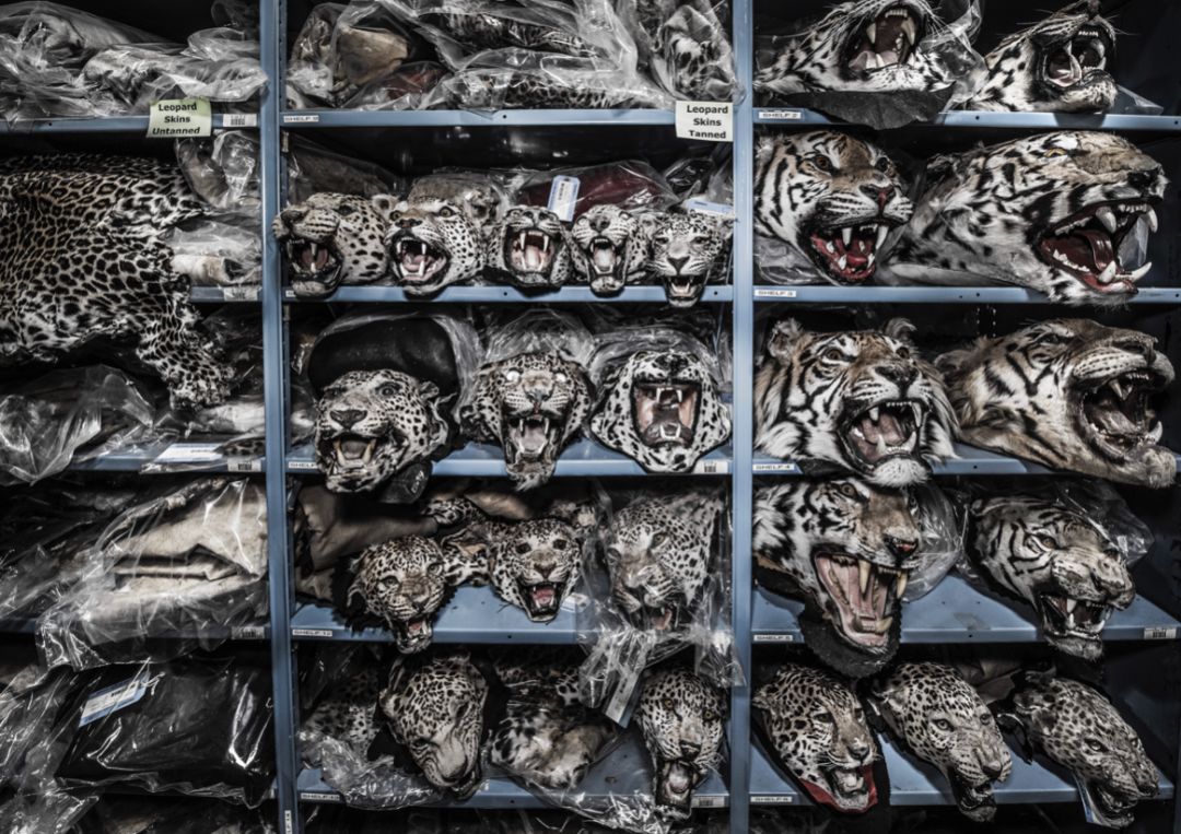 那些因人类的迷信娱乐贪婪，给野生动物带来的苦难