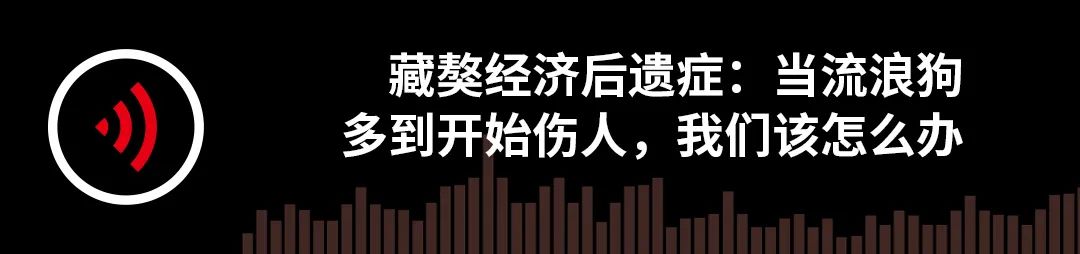 藏獒经济后遗症：当流浪狗多到开始伤人该怎么办