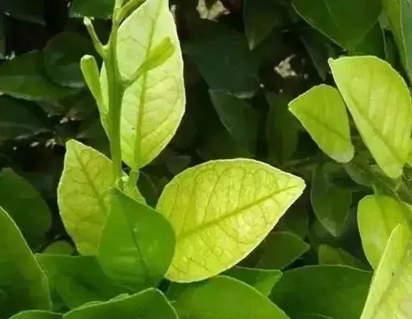 柑橘缺氮和缺硫症状几乎完全相同!别急,2个方法即可区分