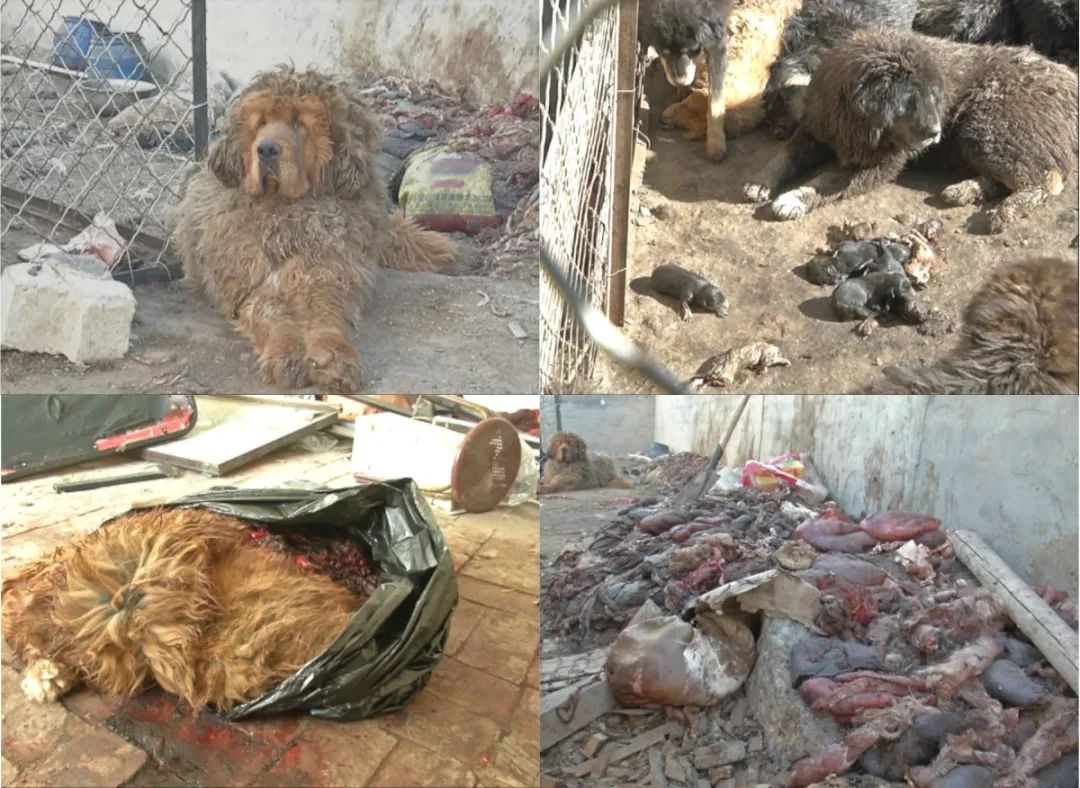 藏獒经济后遗症：当流浪狗多到开始伤人该怎么办