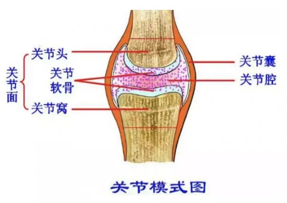 膝关节软骨磨损严重怎么办如何预防膝关节软骨磨损健康百科