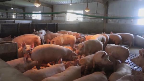农业农村部:全国生猪生产已恢复到常年水平90%以上
