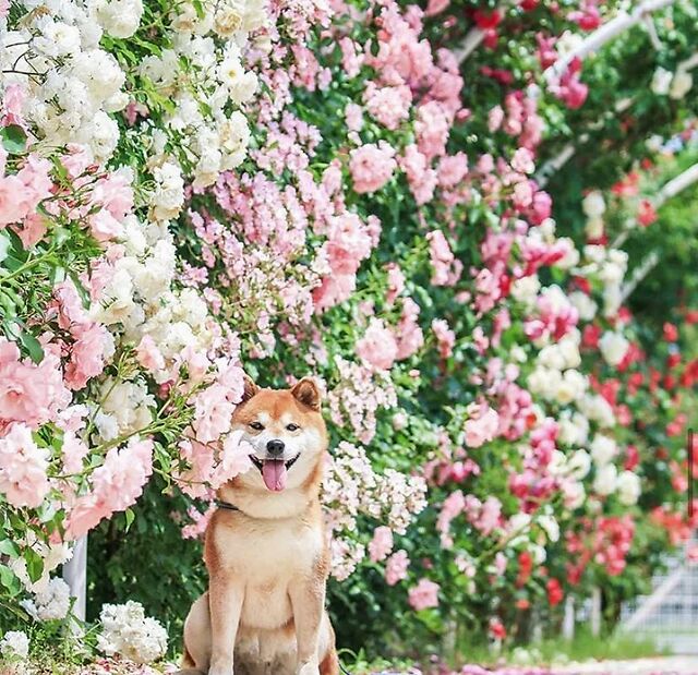 100张柴犬与花的合照,治愈了无数人:愿山河无恙,岁月无殇