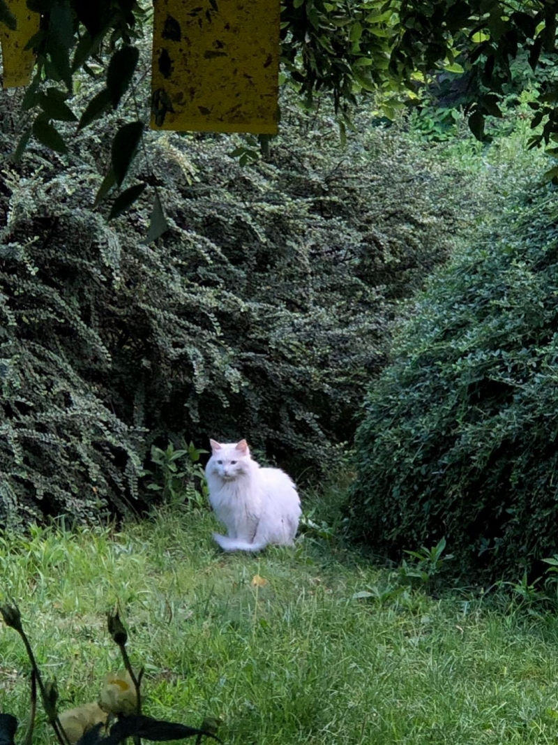 时评：央视猫叫