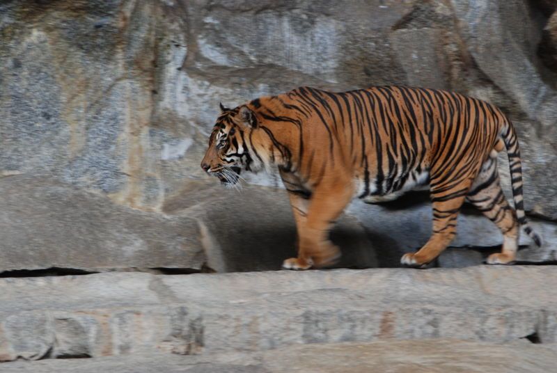 人是世界上最无聊的动物｜大象公会