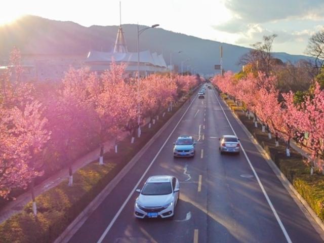飞阅昆明"冬樱花大道" 粉色花海美不胜收