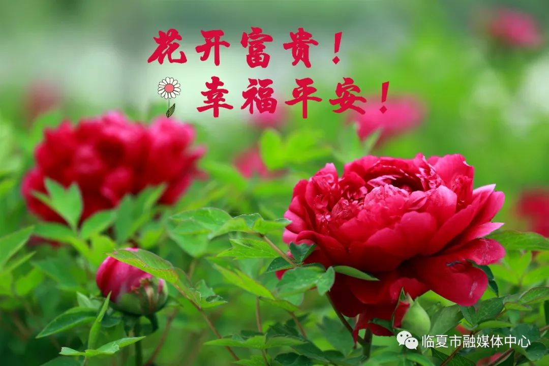 见花如面送你一组河州牡丹表情包转发亲朋好友送祝福