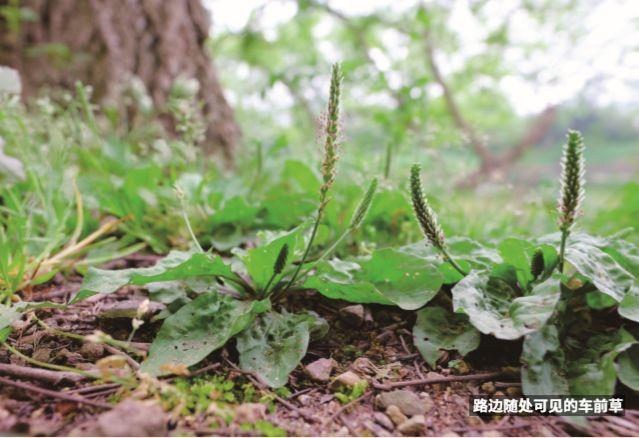 车前草贴地而生,叶碧绿, 状似耳朵,故民间还有驴耳朵草, 饭匙草等俗称