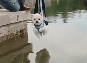 看博美的表情,就知道它们的内心有多害怕,对心脏不好的博美来说,随时