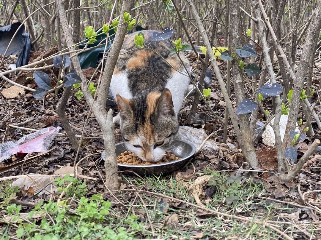 逆行四十日，香港摄记的武汉故事