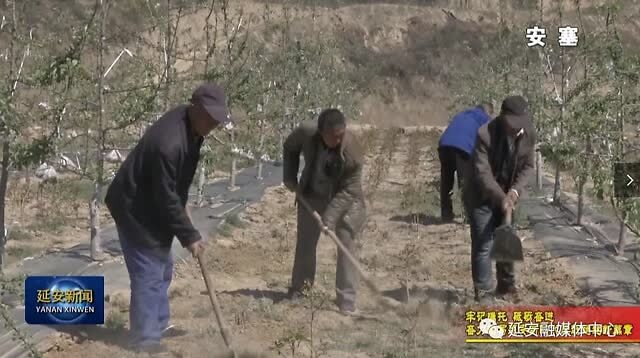安塞区沿河湾镇党委书记 刘政