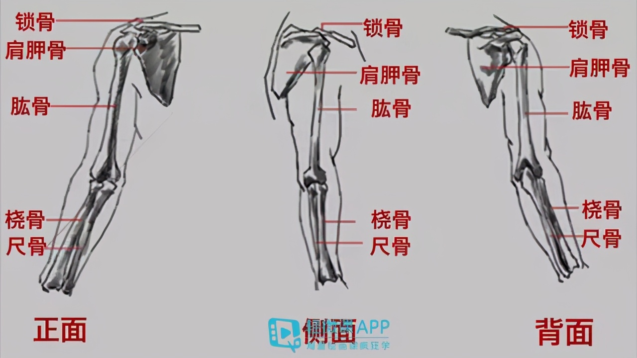 手臂画不好人就很僵硬给你一学就会的教程