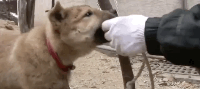 冒着被打的风险多次解救了狗砸