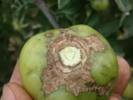 番茄缺硼有哪些症状?缺硼不可小觑,科学补硼利于番茄高产