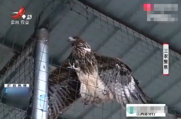 如果早些严打，也许不会爆发第二次“野味肺炎”