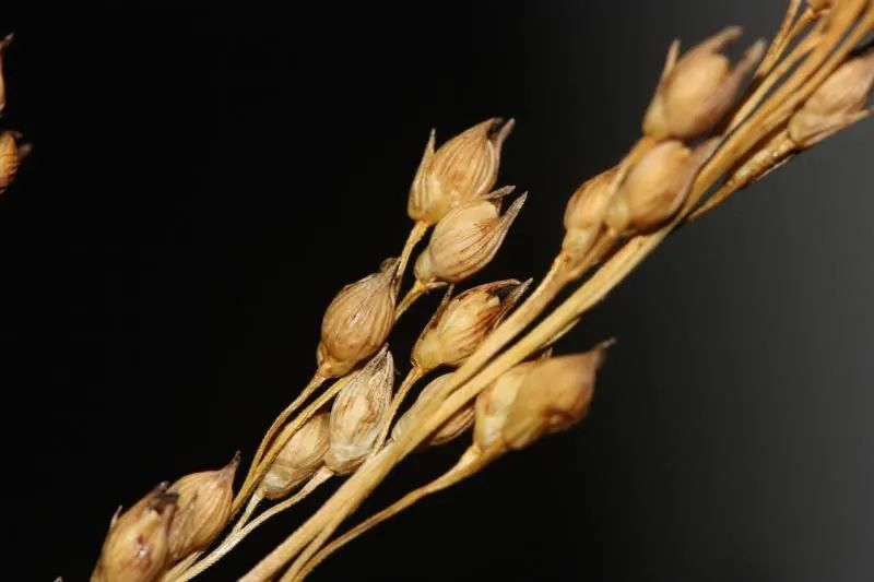 “我五谷不分。”“没关系，大家都分不清。”