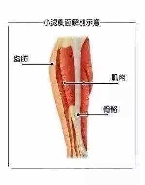 肌肉腿,脂肪腿or水肿腿?分清这一点,才能解决你的"千年粗腿"