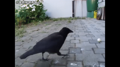 霸道乌鸦缠着狗狗玩球,狗狗无奈: