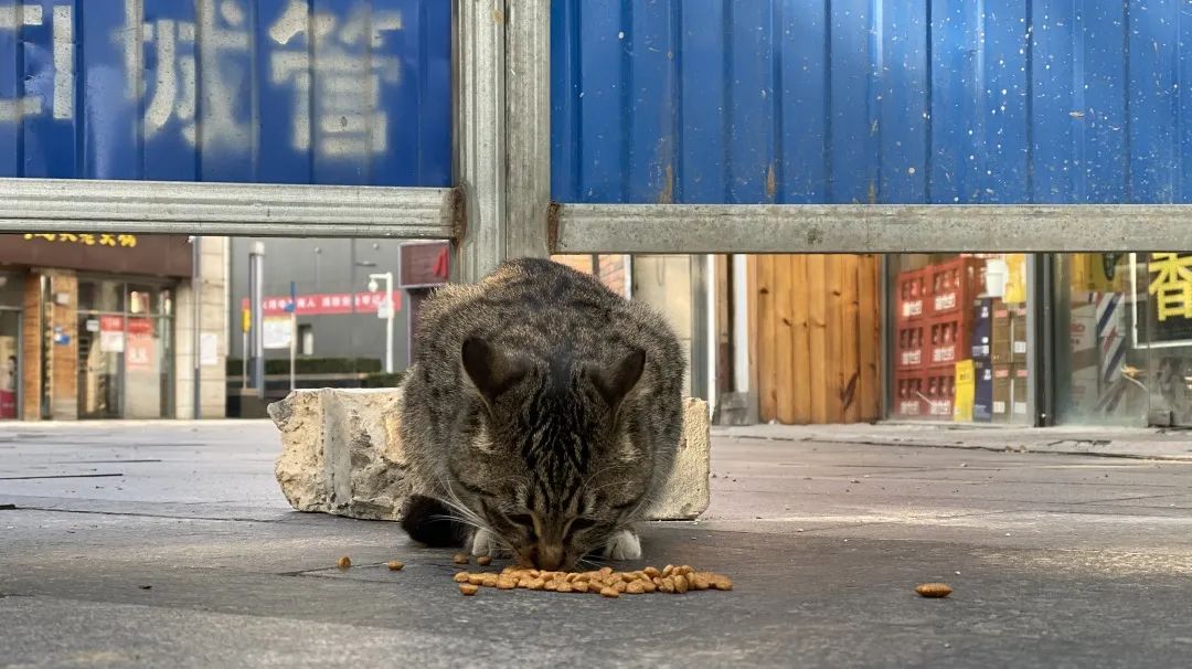 逆行四十日，香港摄记的武汉故事