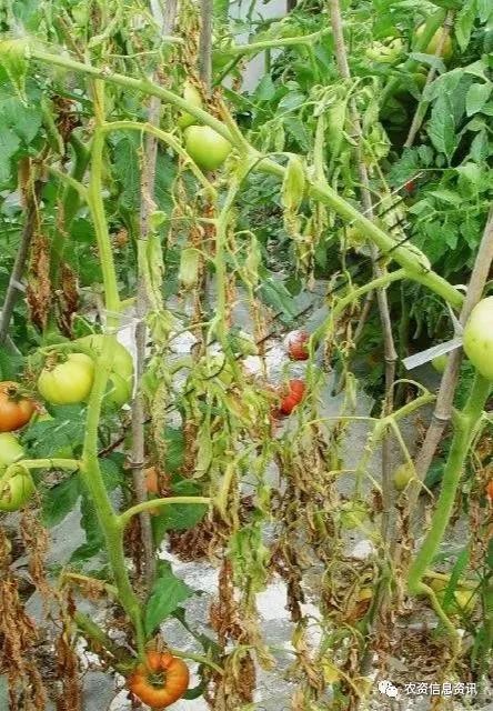 番茄青枯病—上部症状,雨后易发生