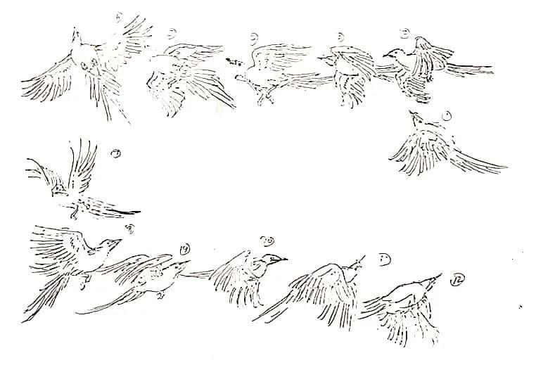 结合上边的喜鹊写生,掌握喜鹊飞翔时的规律,绘制出喜鹊飞翔时的一