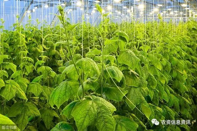 温室大棚黄瓜常见病虫害防治,提高黄瓜优质高产