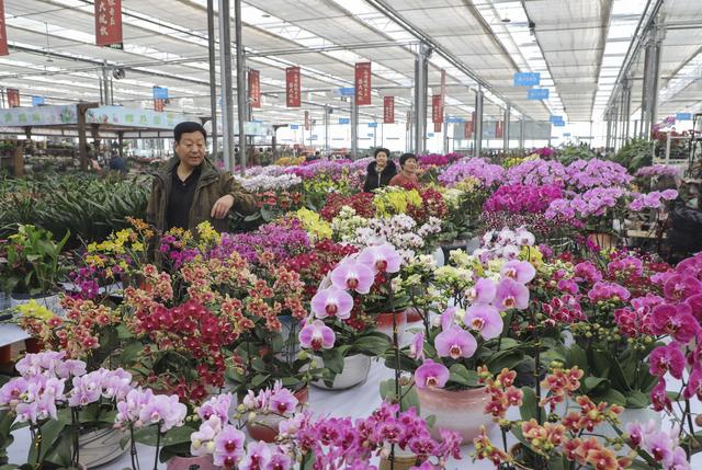 1月4日,市民在中国(临沂)花木博览城交易大厅内选购花卉.