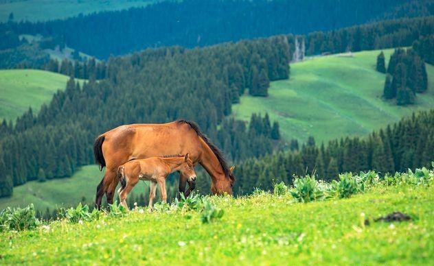 如果可以，一定要去新疆走一走，体会它的千种风情，万种风光（最新发布）