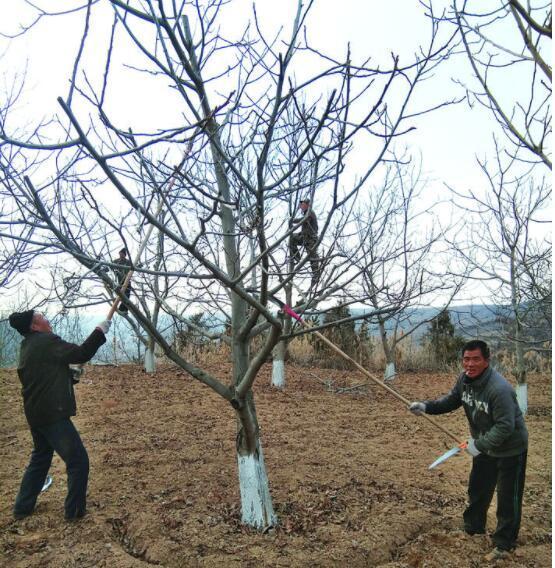 农户正在修剪核桃树