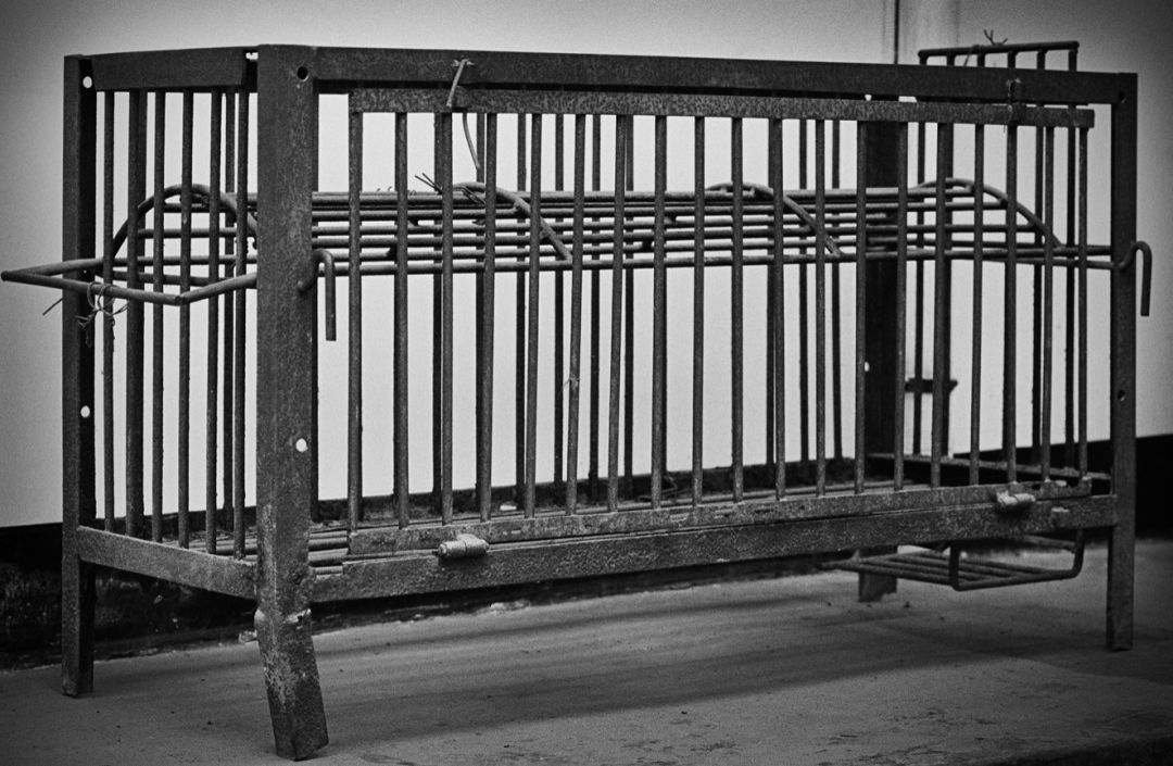 那些因人类的迷信娱乐贪婪，给野生动物带来的苦难