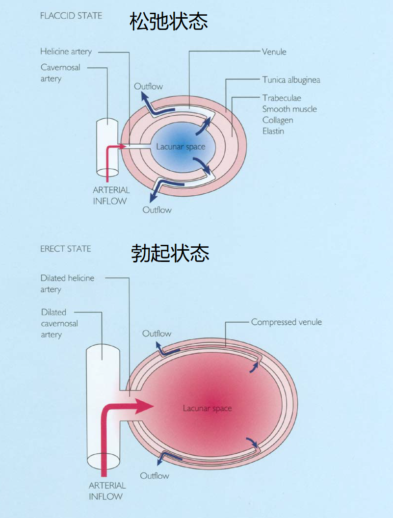 伟哥问世前，人们什么办法都试过了