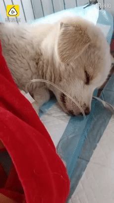 前些日子,在湖北襄阳,一家流浪狗救助基地的工作人员在菜市场捡来