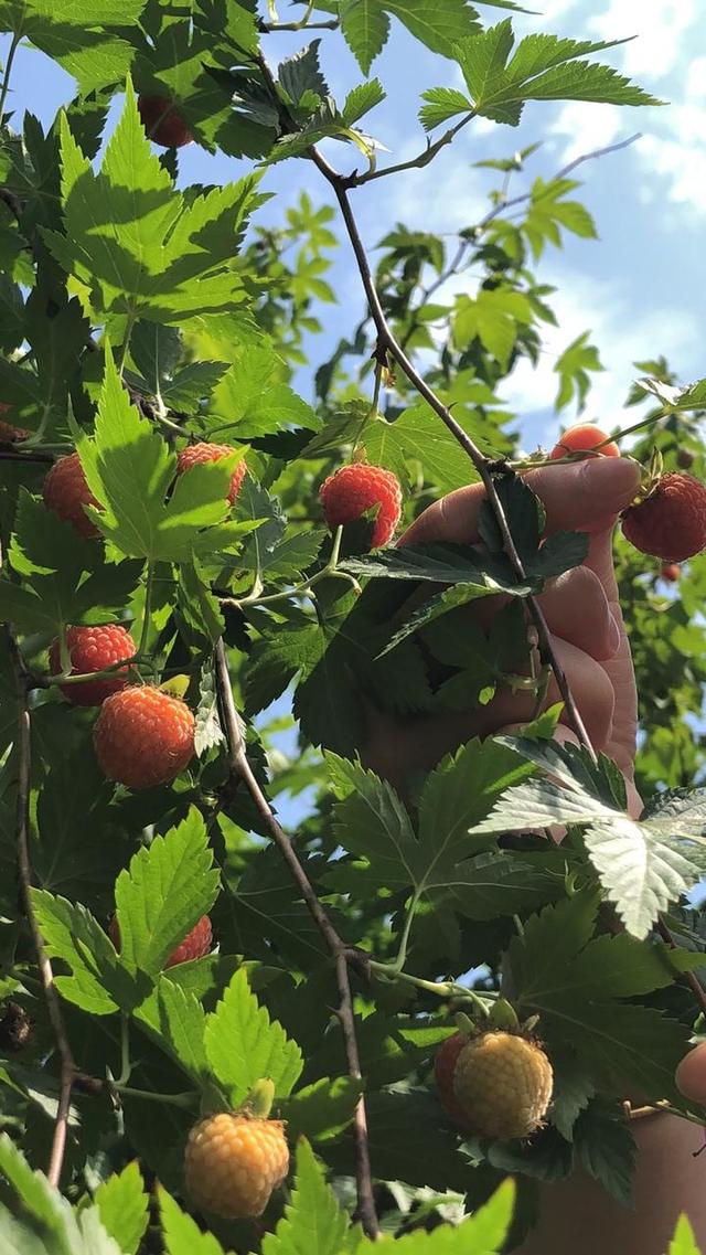 从隐匿荆棘到走出山林,淳安这种仙果成熟啦