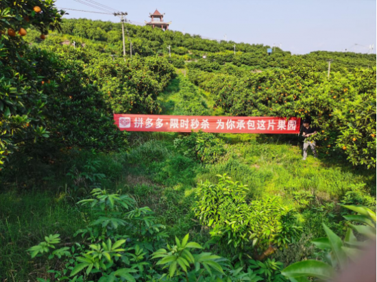 农产品 产区 土鸡蛋 狄拉克 县长 农户 海量 事业群 农产区 土地