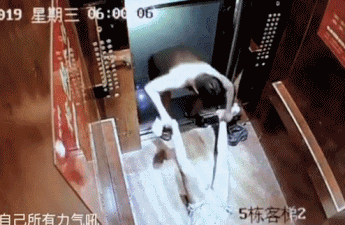 壁纸 动物 狗 狗狗 345_225 gif 动态图 动图