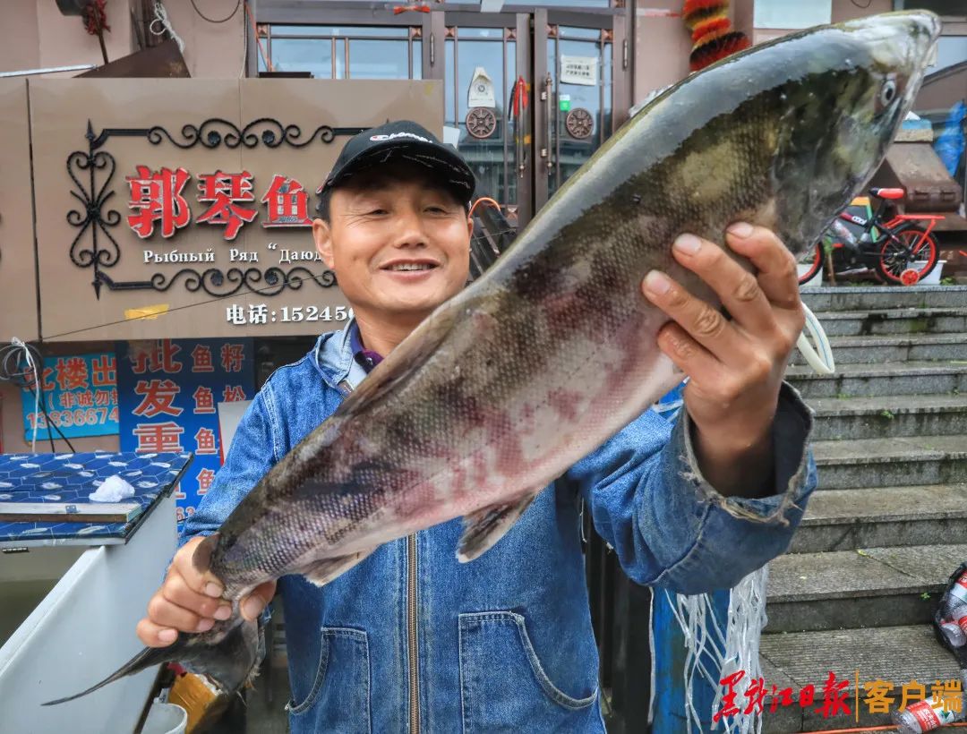 老渔民郭大哥介绍,往年大马哈鱼在9月15日前后沿乌苏里江,黑龙江抵达