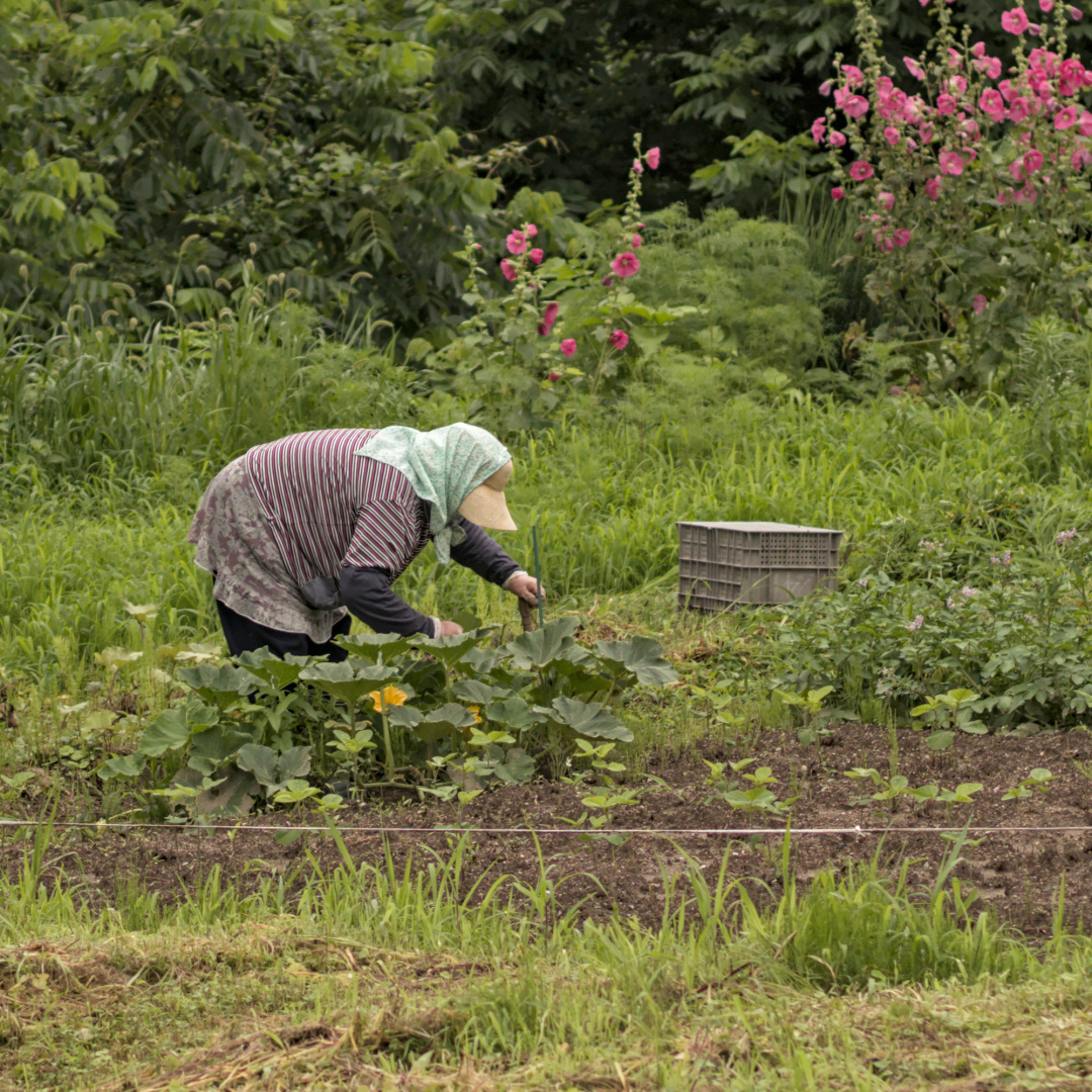 日本，搞过土改么 | 地球知识局
