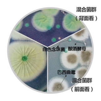 酵母霉菌显色培养基