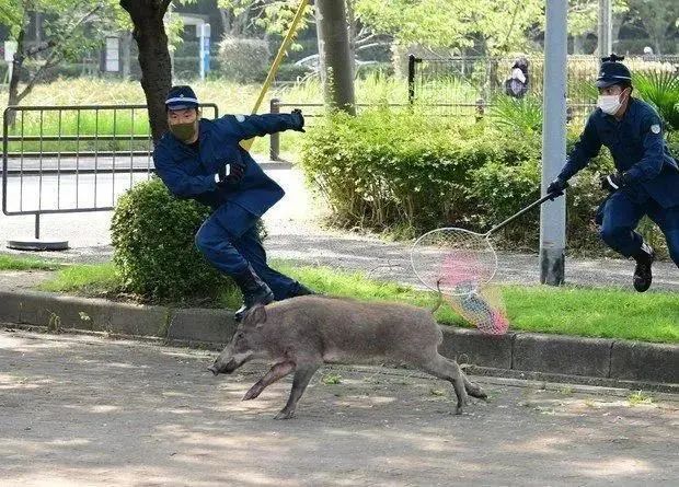 日本警察捕捉野猪上日推热搜,画面太魔性被做成了表情