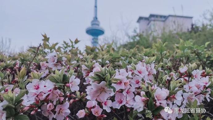 五月的鲜花，开遍龙江大地