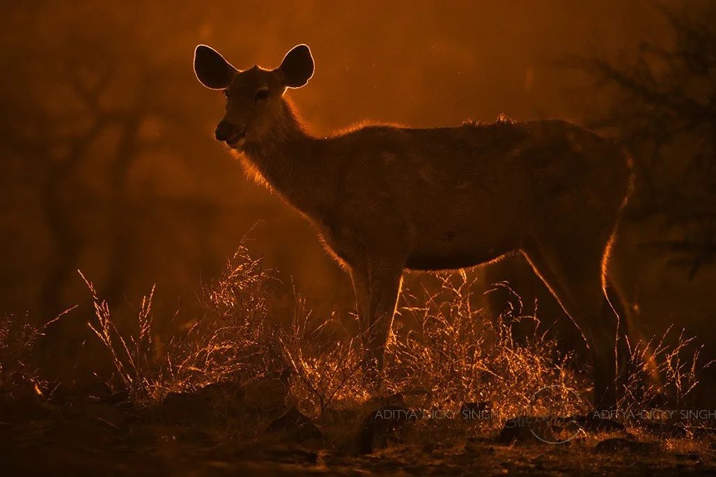 印度夫妻买下140000㎡荒地，倾家荡产就为了活命