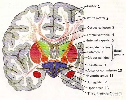 扣带回 5.旁中央沟 6.矢状窦 7.蛛网膜颗粒 8.顶枕沟 9.直窦 10.