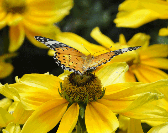 北京顺义国际鲜花港蝶恋花馆大年初一正式对外营业啦!