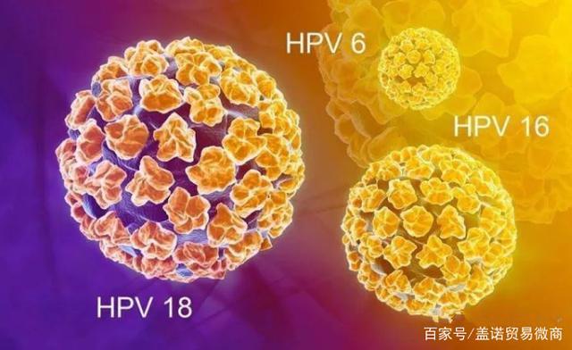 预防 hpv16 和 18 亚型的感染;四价 hpv 可用于女性和男性,预防 hpv16