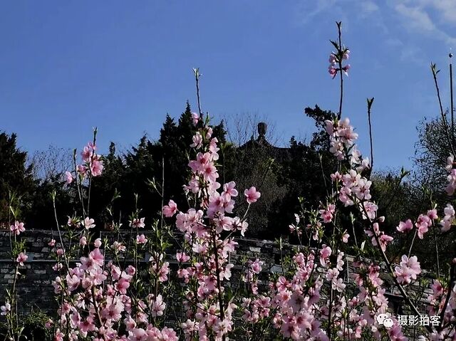 小桃园与狮子山,绣球公园,阅江楼等景区联成一体,共同书写着明城墙