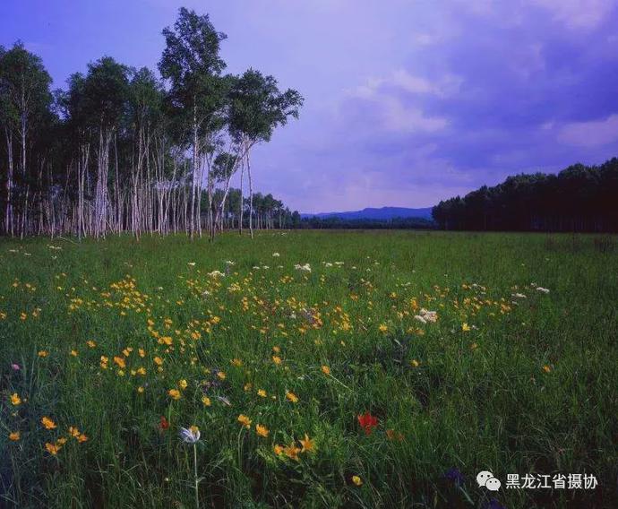 五月的鲜花，开遍龙江大地