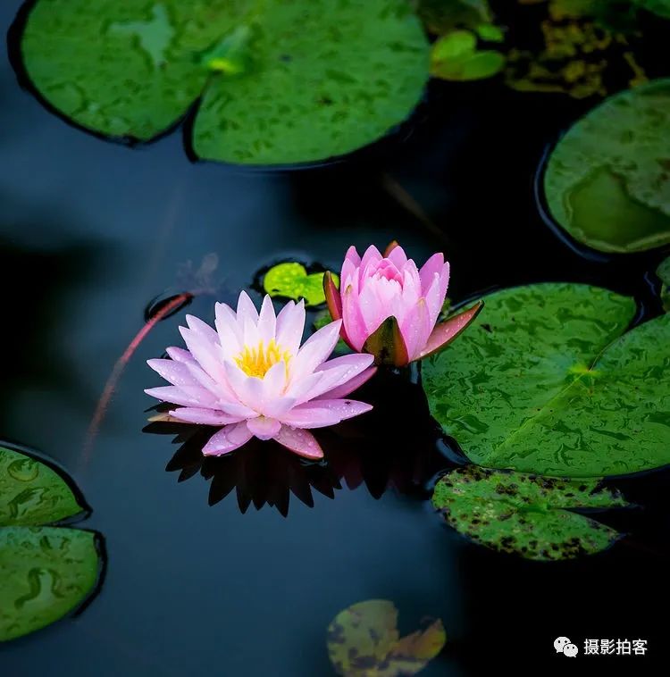 是莲属多年生水生草本花卉.地下茎长而肥厚,有长节,叶盾圆形.