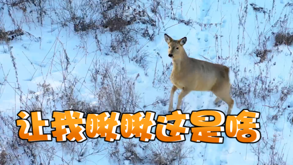 "傻狍子"雪地撒欢儿,抬起前蹄与无人机对视